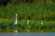 Agró blanc (Ardea alba),Martinet blanc (Egretta garzetta) ,Esplugabous (Bubulcus ibis)