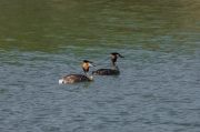 Cabussó emplomallat (Podiceps cristatus)