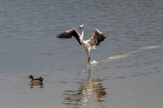 Flamenc (Phoenicopterus ruber)