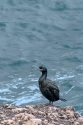 Corb marí emplomallat (Phalacrocorax aristotelis)