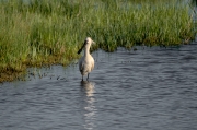 Bec planer ( Platalea leucorodia )