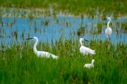 Martinet blanc (Egretta garzetta)