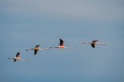 Flamenc (Phoenicopterus ruber)