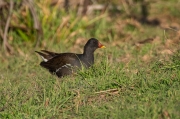 Polla d'aigua (Gallinula chloropus)