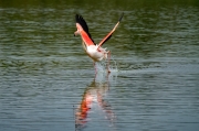 Flamenc. Phoenicopterus ruber