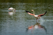 Flamenc. Phoenicopterus ruber