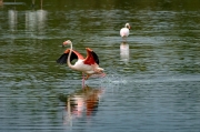 Flamenc. Phoenicopterus ruber