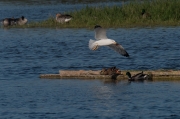 Gavià argentat (Larus michahellis)