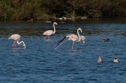 Flamenc (Phoenicopterus ruber).