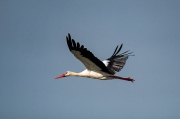 Cigonya (Ciconia ciconia)