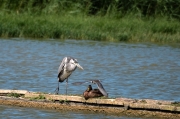 Bernat pescaire (Ardea cinerea), Fumarell negre (Chlidonias niger), Ànec collverd