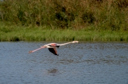 Flamenc (Phoenicopterus ruber)