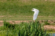 Esplugabous (Bubulcus ibis)