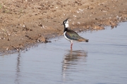 Fredeluga (Vanellus vanellus)