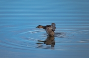 Cabusset (Tachybaptus ruficollis)