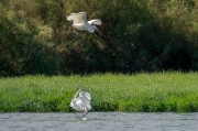 Agró blanc (Ardea alba)