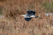 Bernat pescaire (Ardea cinerea)