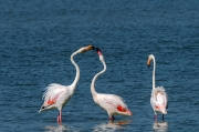 Flamenc. Phoenicopterus ruber