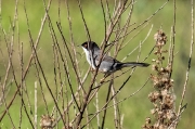 Tallarol capnegre (Sylvia melanocephala).