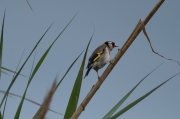 Cadernera (Carduelis carduelis)