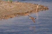 Corriol petit (Charadrius dubius)