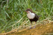 Merla d'aigua (Cinclus cinclus)