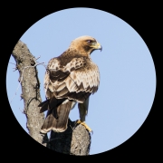 Àguila calçada (Hieraaetus pennatus)