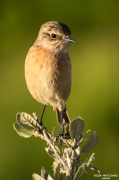 Femella de bitxac comú (Saxicola torquatus)