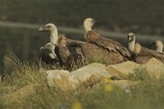 Voltor comú (Gyps fulvus)-"Vall de la Terreta"