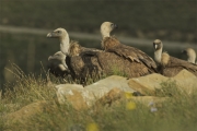 Voltor comú (Gyps fulvus)-"Vall de la Terreta"