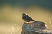 Passeriforme, sin identificar,???? "Vall de la Terreta"