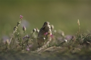 Piula dels arbres(Anthus trivialis)