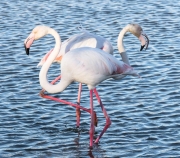 Flamenc  ( Phoenicopterus roseus)