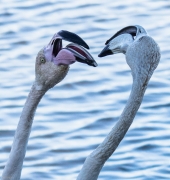 Flamenc (Phoenicopterus roseus)