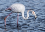 Flamenc (Phoenicopterus roseus