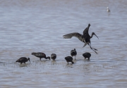 Capó reial (Plegadis falcinellus)
