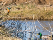 Blauet  (Alcedo atthis)