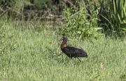 Capó reial (Plegadis falcinellus)