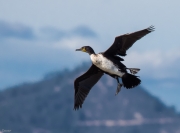 Corb marí (Phalacrocorax carbo)