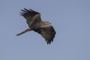 Milá negre ( Milvus migrans)