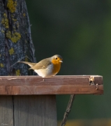 Pit-roig (Erithacus rubecula)