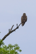 Milá negre ( Milvus migrans)