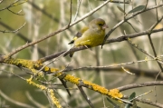 Verdum  (Carduelis chloris)