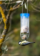 Mallerenga carbonera  (Parus major)