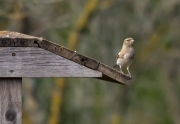 Pinsà comú  (Fringilla coelebs)