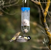 Pinsà comú  (Fringilla coelebs) & Mallerenga carbonera  (Parus major)