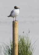 Gavina vulgar  (Larus ribibundus)