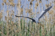 Bernat pescaire (Ardea cinerea)