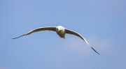 Gavià de potes grogues  (Larus michahellis)