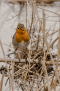 Pit-roig (Erithacus rubecula)